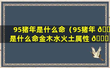 95猪年是什么命（95猪年 🐒 是什么命金木水火土属性 🐝 ）